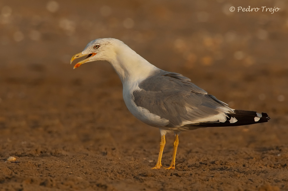 Gaviota patiamarilla (Larus cachinnans)